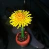 claydandelion